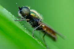 Chloromyia