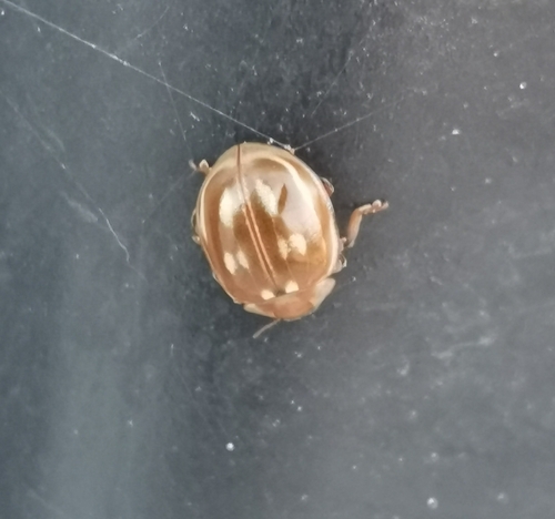 Striped Ladybird
