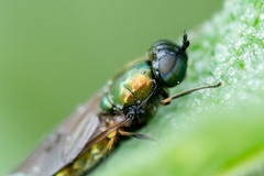 Chloromyia