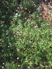 Monardella hypoleuca hypoleuca
