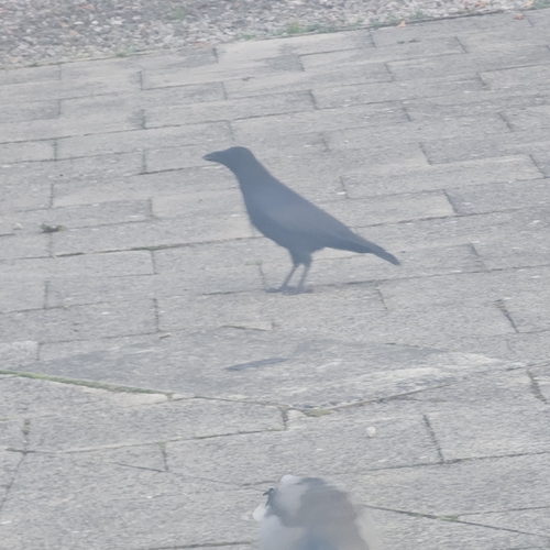 Carrion Crow