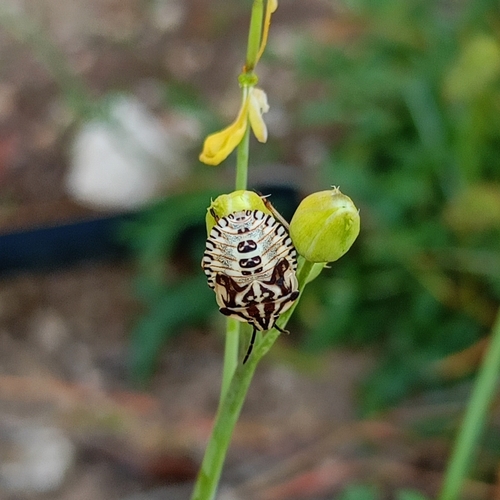 Carpocoris mediterraneus mediterraneus