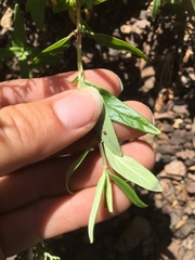 Monardella hypoleuca hypoleuca