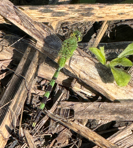Great Pondhawk