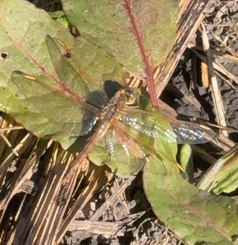 Saffron-winged Meadowhawk