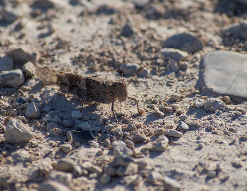 Pallid-winged Grasshopper
