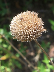 Monardella hypoleuca hypoleuca