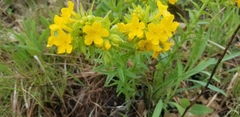 Lithospermum caroliniense