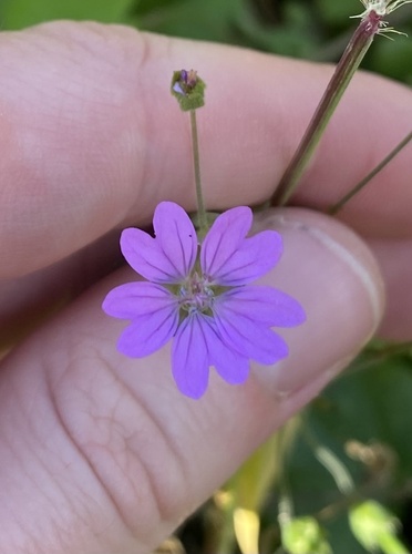 Hedgerow Crane's-bill