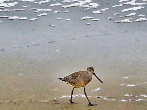 Hudsonian Godwit