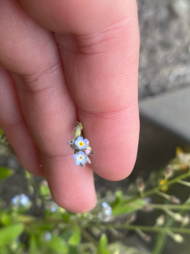 Myosotis arvensis observed 2026-10-04