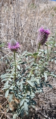 Dalea ornata