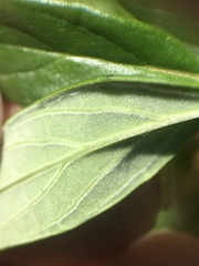 Monardella hypoleuca hypoleuca