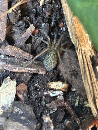 Hobo Spider