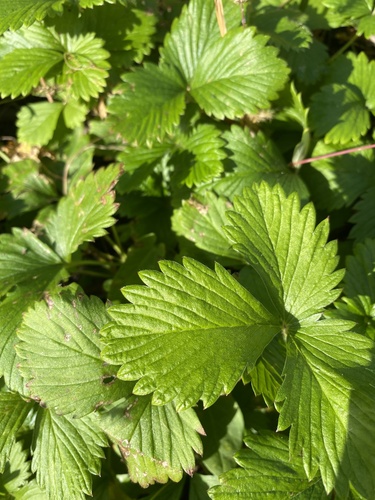 woodland strawberry