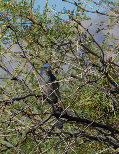 Woodhouse's Scrub-Jay