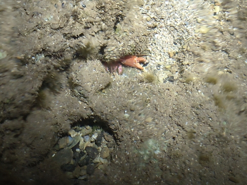 Corallianassa oahuensis, 2026-10-03