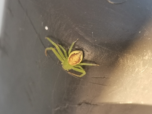 Eurasian Green Crab Spider