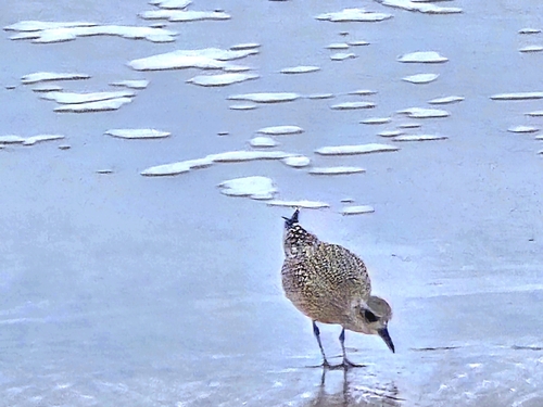 Black-bellied Plover