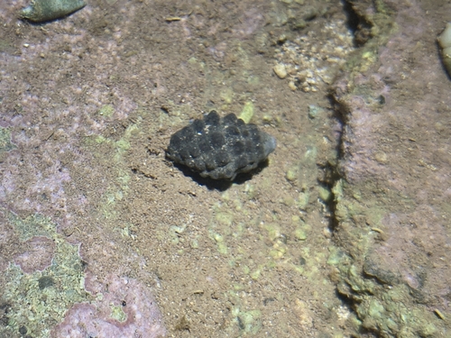 Morula observed 2026-10-03