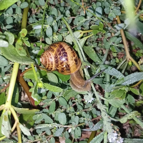 Garden Snail