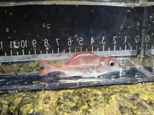 Sargocentron punctatissimum observed 2026-10-03