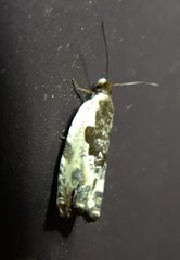 Ancylis nubeculana