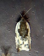 Ancylis nubeculana