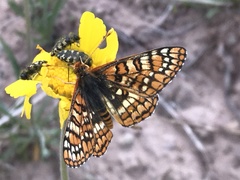 Euphydryas anicia wecoeut