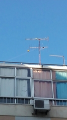 Poicephalus senegalus