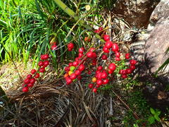 Nephrosperma vanhoutteanum