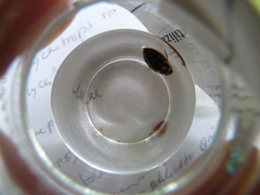 Platambus maculatus