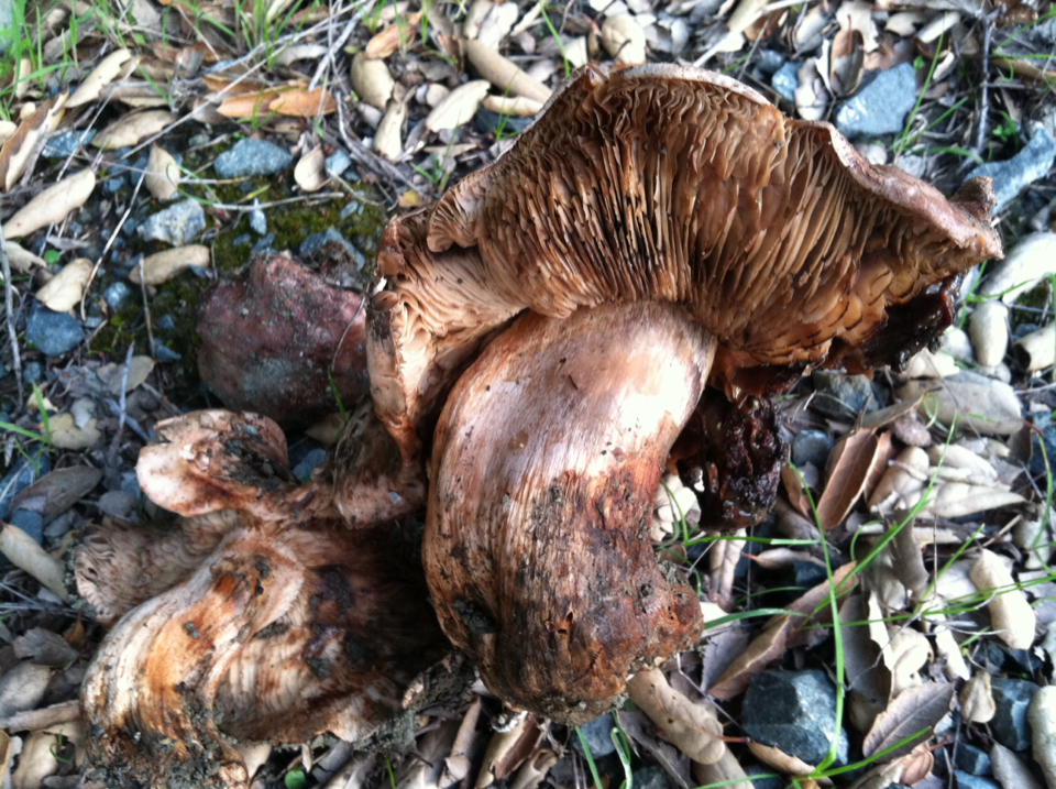 Tricholoma dryophilum image