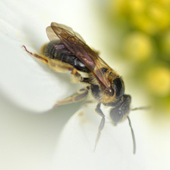 Andrena nuda