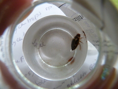 Platambus maculatus