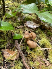 Cudonia monticola