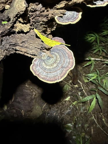 Microporus observed 2026-10-03