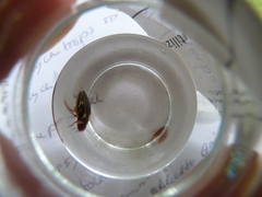 Platambus maculatus