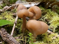 Cudonia monticola