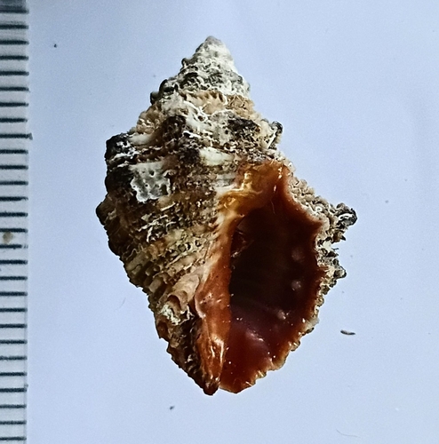 Semiricinula turbinoides, 2026-10-03
