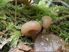 Cudonia monticola