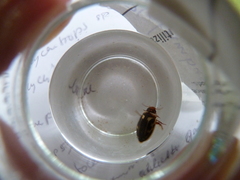 Platambus maculatus