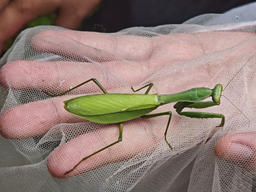 Chinese Reddish Mantis