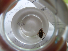 Platambus maculatus