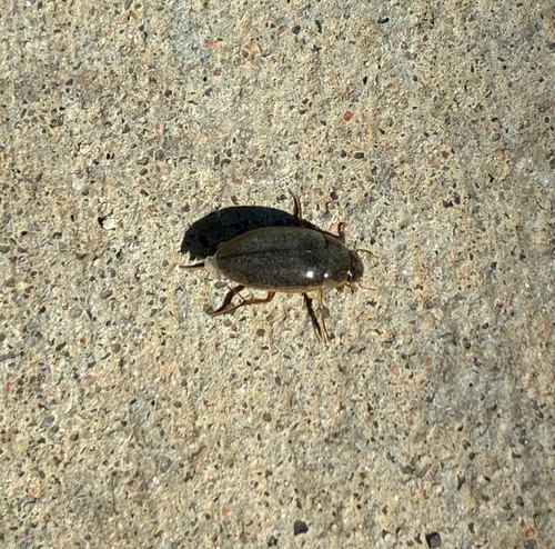 Lateral-lined Water Beetle