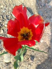 Tulipa