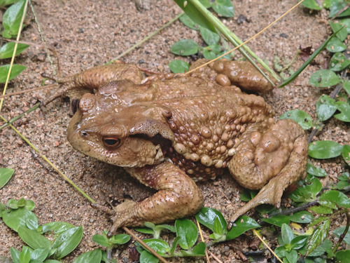 Asiatic Toad