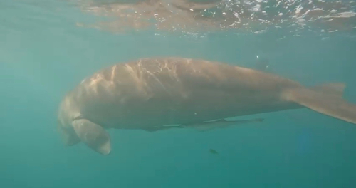 Dugong dugon, 2026-10-04