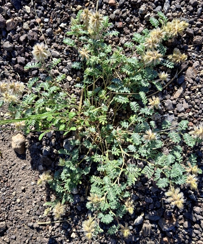 Downy Prairie Clover