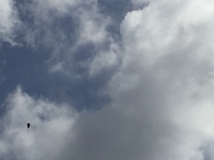 Haliaeetus albicilla